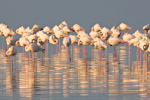 Greater Flamingo