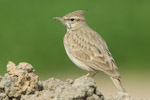 Crested lark