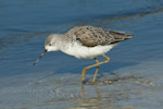 Marsh Sandpiper