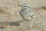 Hoopoe Lark