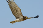 S-t eagle