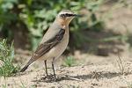 Northern Wheatear