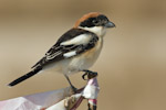 Woodchat Shrike