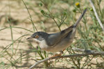 Menetrie's Warbler