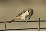 Isabelline Shrike