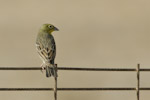 Black-headed Bunting