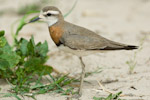 Caspian Plover