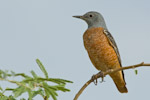 Rufous-tailed Rock Thrush