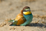 European Bee-eater