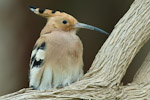 Hoopoe (Eurasian)