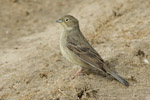 Cinereous Bunting