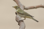 Willow Warbler