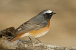 Redstart