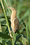 Little Bittern