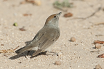 Blackcap