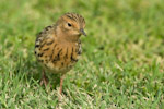 Red-throated Pipit