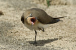 Black-winged Pratincole