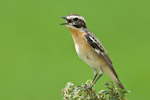 Whinchat