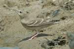Pale Rockfinch