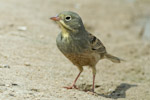 Ortolan