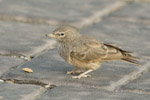 Desert Lark