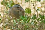 Corncrake