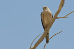 Shikra