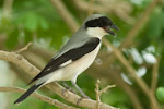 Lesser Grey Shrike