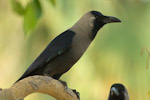 House Crow