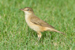 Great Reed Warbler