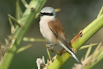 Red-backed Shrike