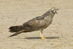 Pallid Harrier