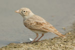 Dunn's Lark