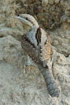 Wryneck