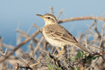 Long-billed Pipit