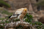 Egyptian Vulture