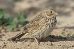 Corn Bunting