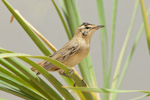 Sedge Warbler