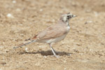 Temminck's Lark