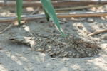 Egyptian Nightjar