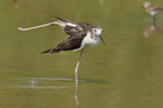 Black-winged Stilt
