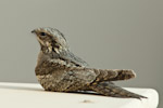 European Nightjar