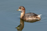 Little Grebe