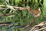 Water Rail