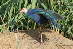 Purple Gallinule