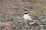 Little Ringed Plover