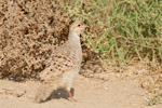 francolin