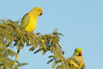 parakeet