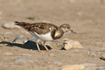 turnstone