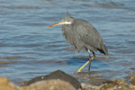 Western Reef Egret
